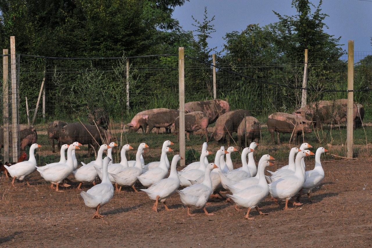 Agriturismo Le Oche Selvatiche Lauzacco エクステリア 写真