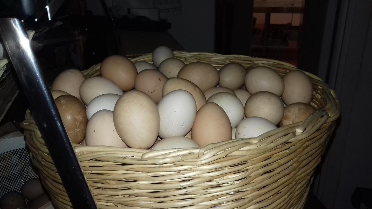 Agriturismo Le Oche Selvatiche Lauzacco エクステリア 写真